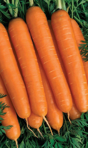 Морковь Детская сладкая 2гр  (Сиб сад)