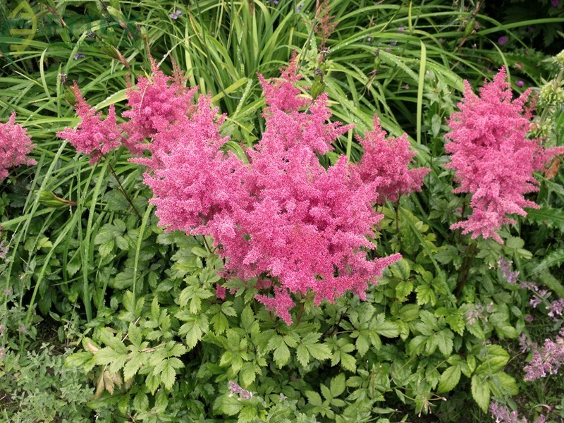 Астильба Арендса Анита Пфайфер_3