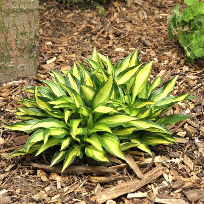 хост литл тафт