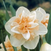 Nartsiss-Delnasho-3