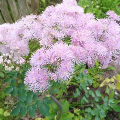 Василистник водосборолистный Тандерклауд (ярко-лилов.)