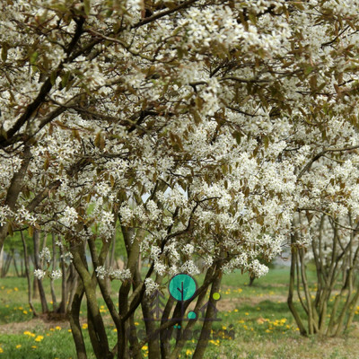 Ирга  Amelánchier-400x400