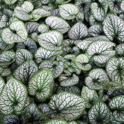 Бруннера крупнолистная Александр'с Грэйт