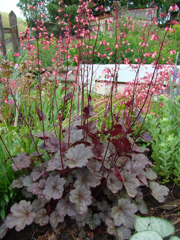 Гейхера гибридная Регина_2