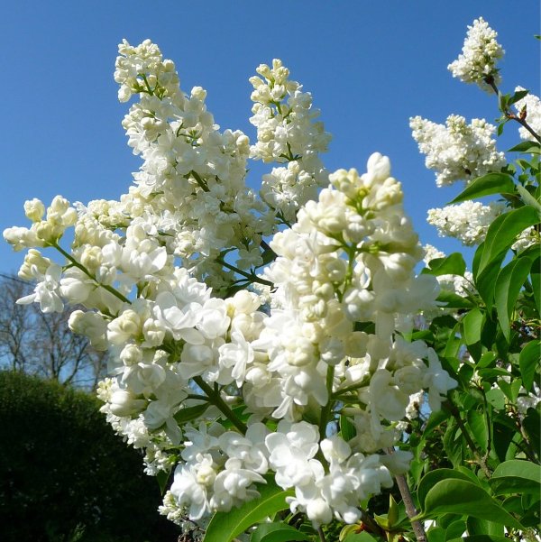 НоменклатураПрисоединенныеФайлы