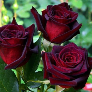 Black-Magic-1-512x512