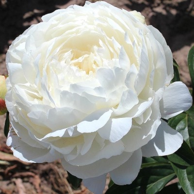 Пион молочноцветковый Эльза Сасс (бел.махр.)