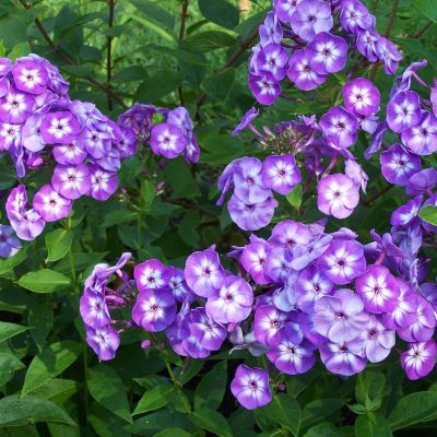 Флокс метельчатый Лаура