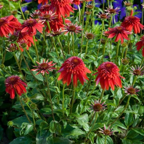 echinacea-purpurea-eccentric-500x500