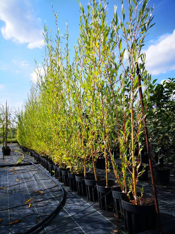 ива стрела купид