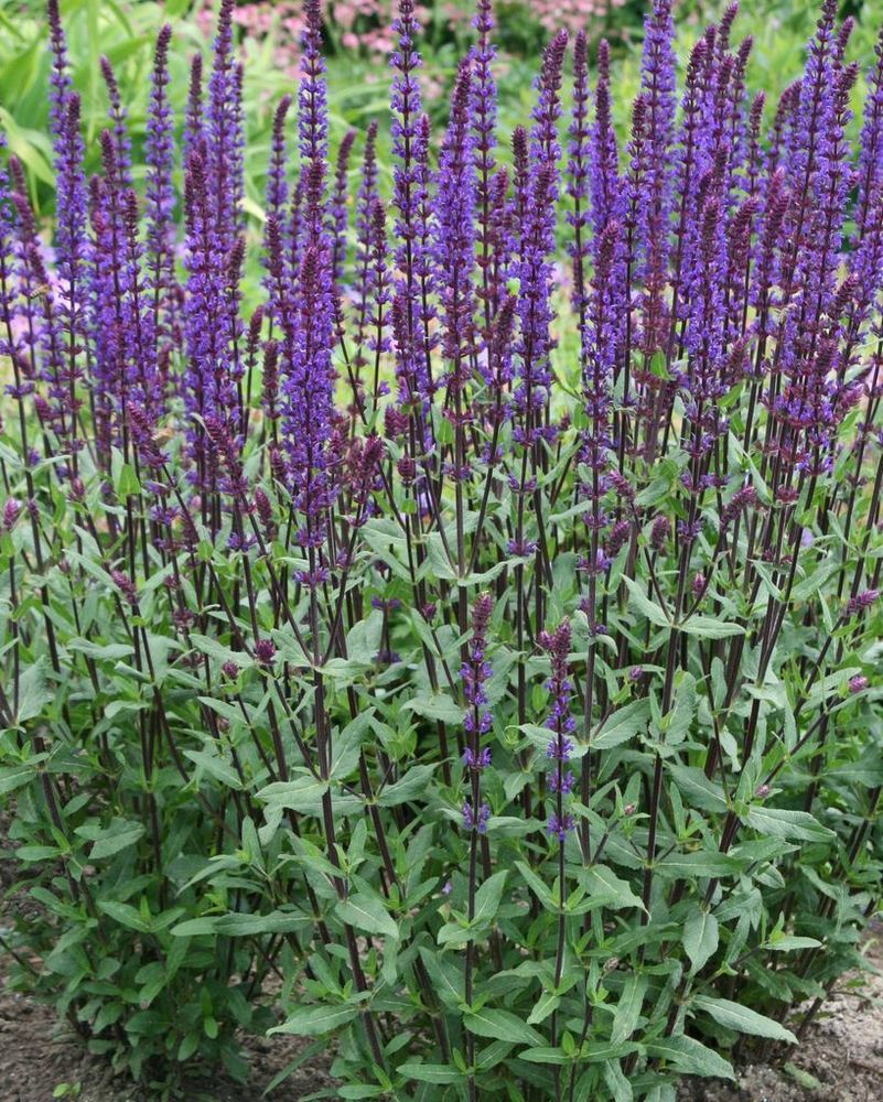 shalfei-dubravnyi-caradonna