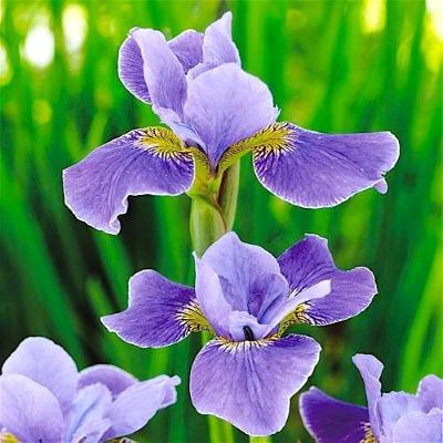 Ирис сибирский Сильвер эдж_1