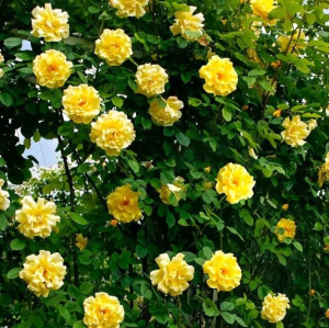 ROZA-GOLDEN-GEJT