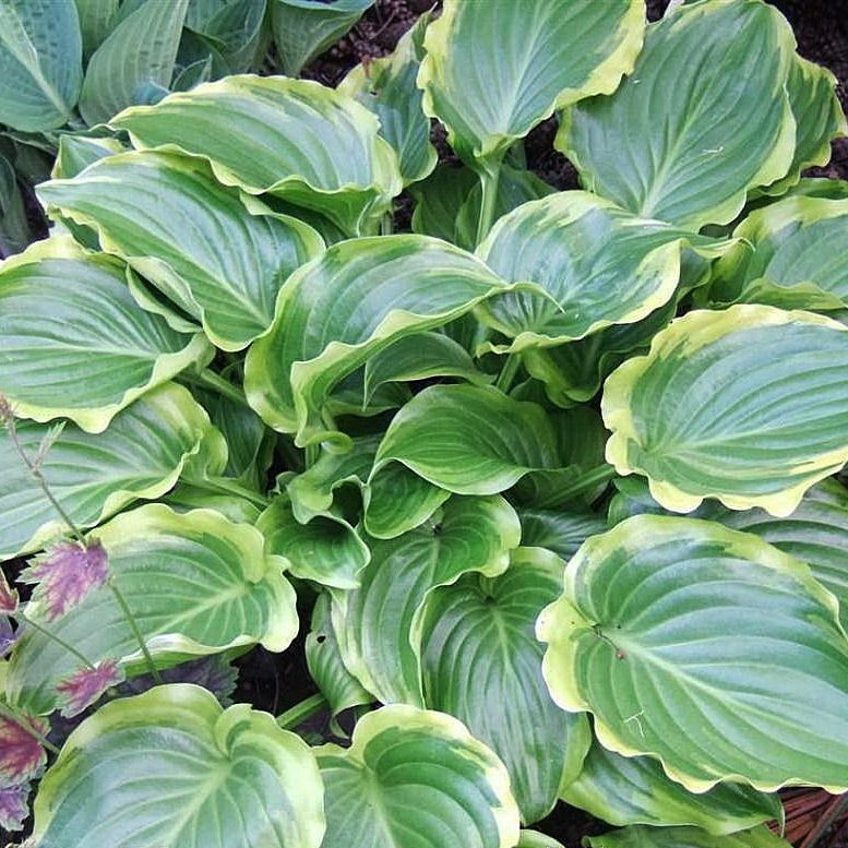 Хоста Шуга энд Спайс