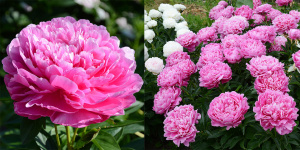 Princess_Margaret1