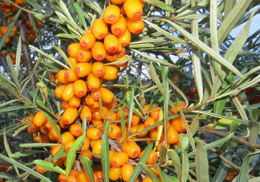 облеп чуйская