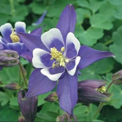 Аквилегия обыкновенная Бидермайер (смесь цветов)