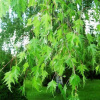 bereza_borodavchataya_laciniata