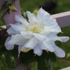 Halina-Noll-2
