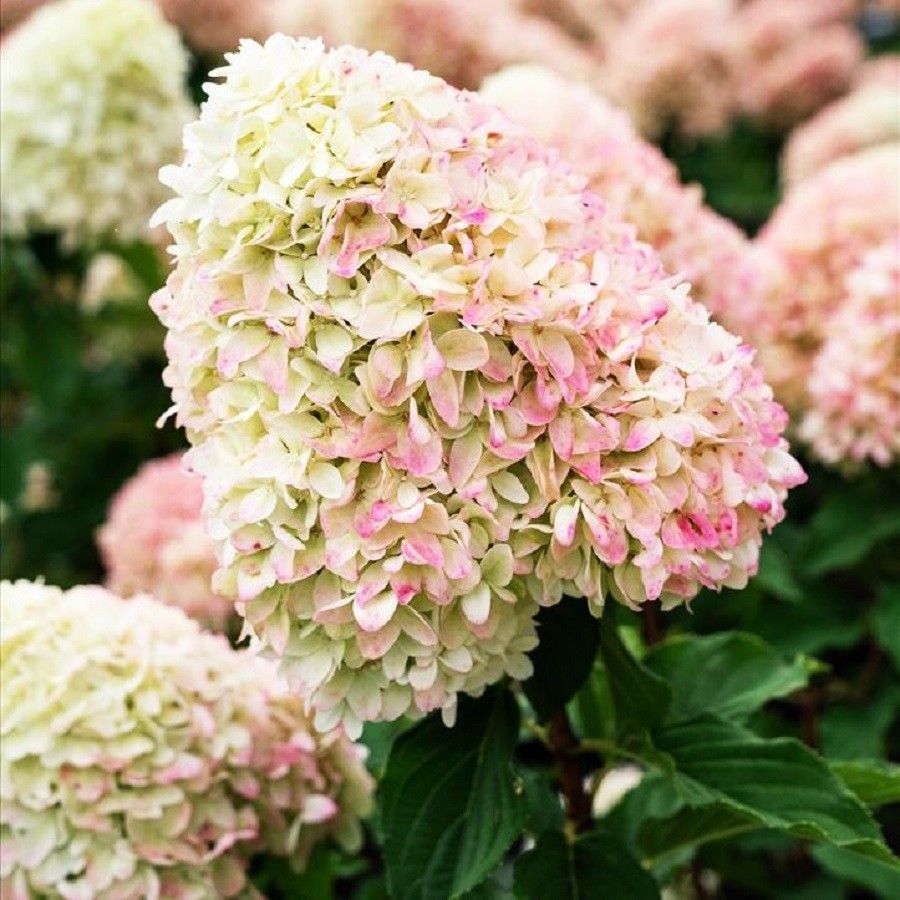 СОЗДАЕМ  УПОИТЕЛЬНУЮ  КРАСОТУ