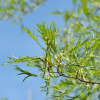 alnus-glutinosa-imperialis