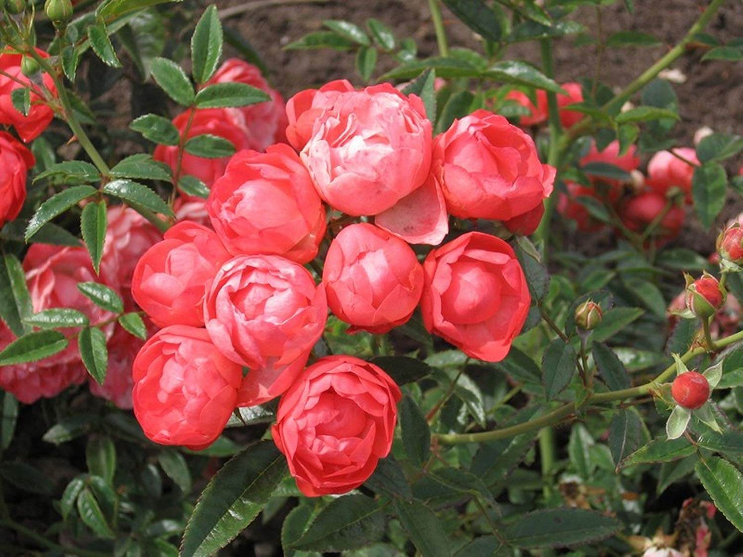 оранж_морсдаг