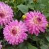 dahlia-gallery-bellini