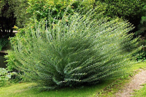 1126_mayak_834_auto_jpg_5_80