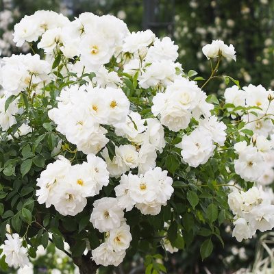 Роза плетистая Шнеевитхен(бел.)