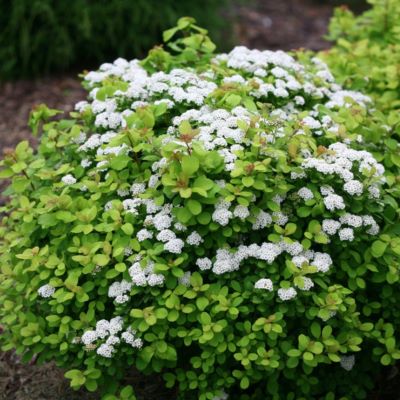 Спирея березолистная Тор голд_1