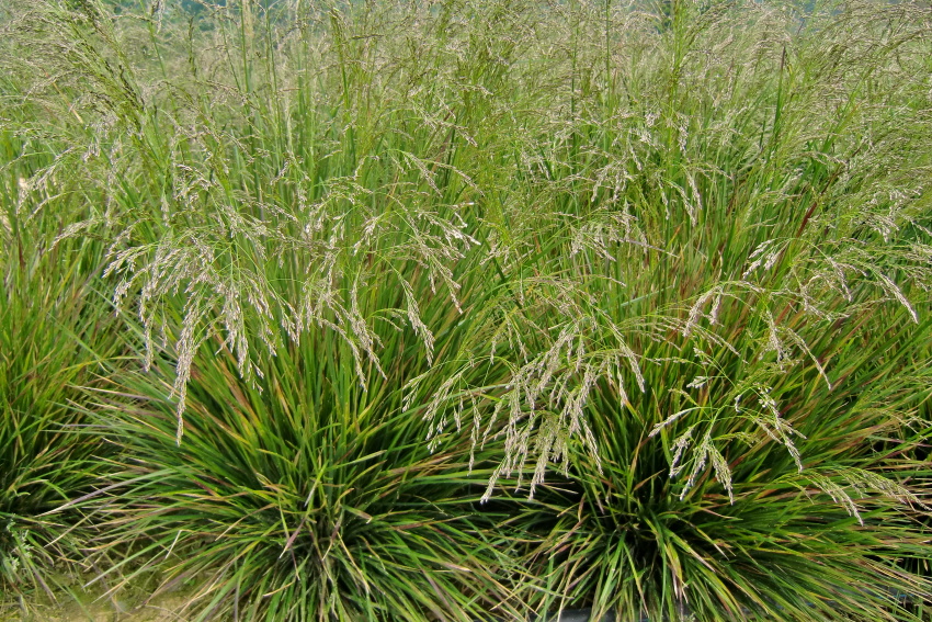 Луговик дернистый (Щучка) Голдтау