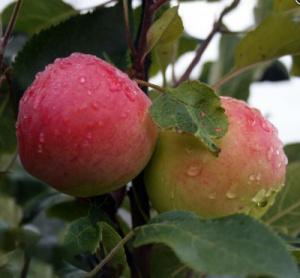aromatnoe