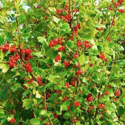 64bb9acf7a322f7800fdbde1d725f171