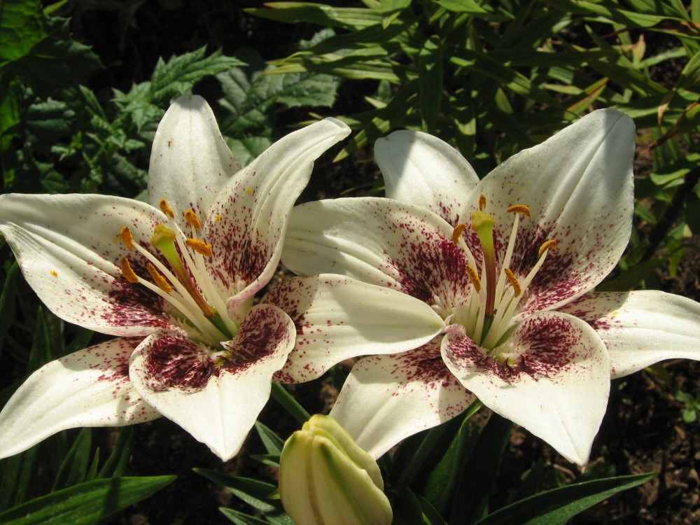 Лилия Азиатская Центерфолд (бел.с пурп.полос.)