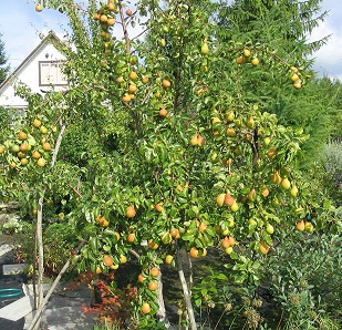 Груша обыкновенная Велеса2