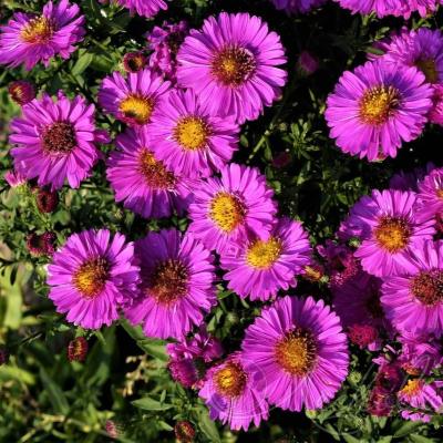 Астра кустарниковая Пинк Бьюти (ярко-роз.)