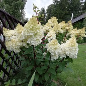 image 101
