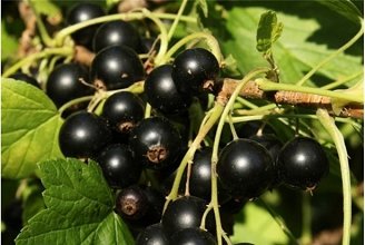 смор любава