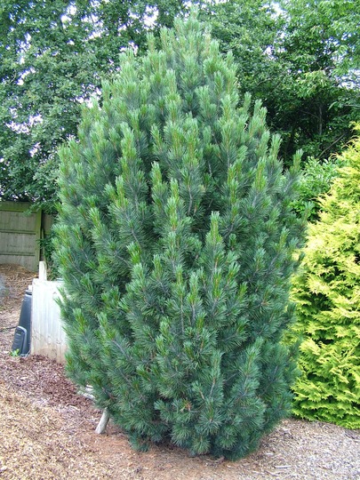 Сосна кедровая Глаука