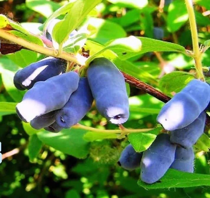 zhimolost-goluboe-vereteno-3