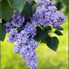 1684511476_dubabah-club-p-siren-sort-marshal-biryuzov-vkontakte-53
