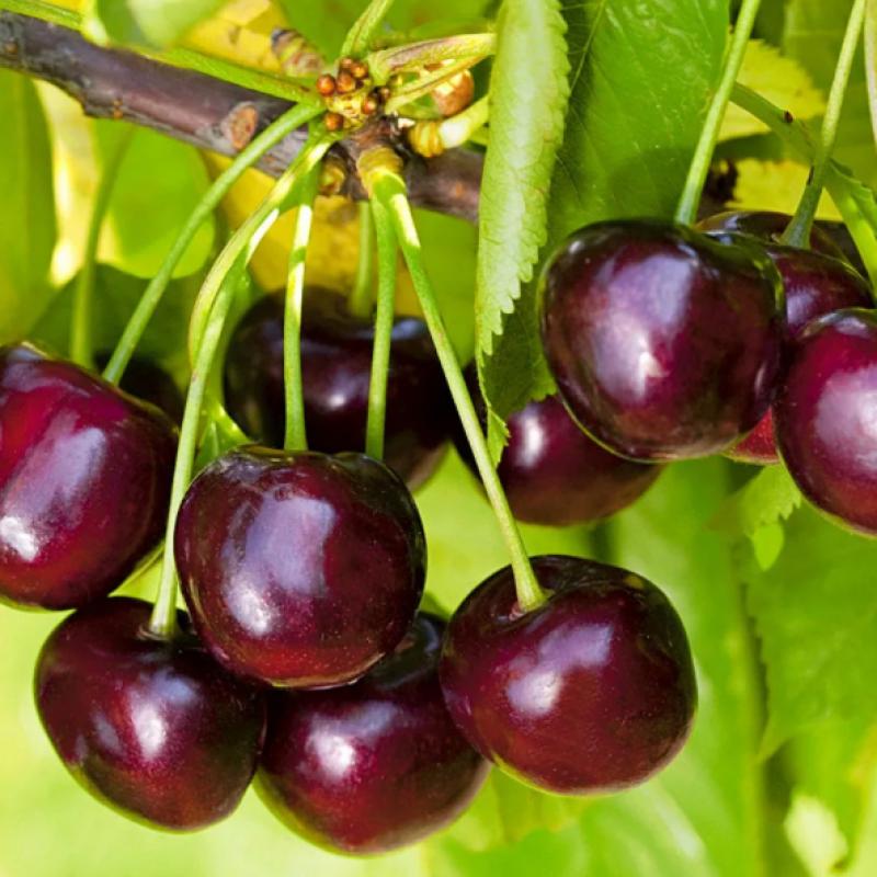 Черешня Ипуть_1