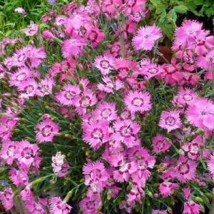 dianthus-gratianopolitanus-grandiflorus