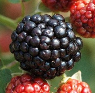 Ежевика Оуачита1