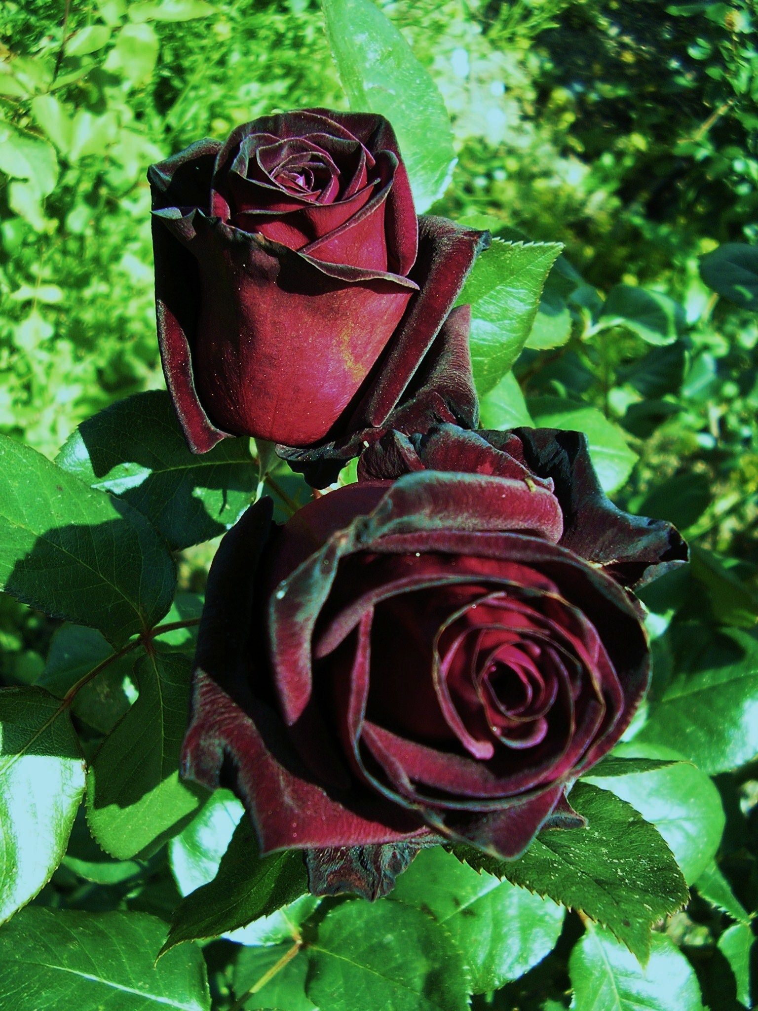 24_блэк баккара