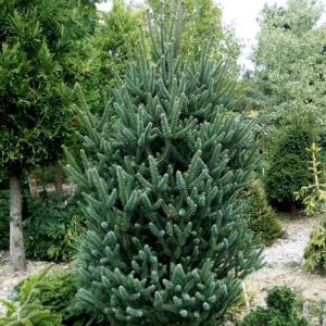корейская