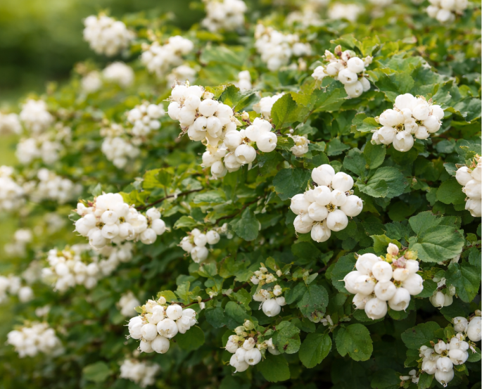 Снежноягодник