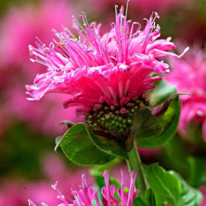 Monarda-Hybride Cranberry Lace