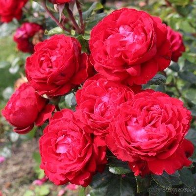 Роза флорибунда Тиамо (красн.)