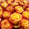 5f69d58fa9355_loribunda_tutti_frutti